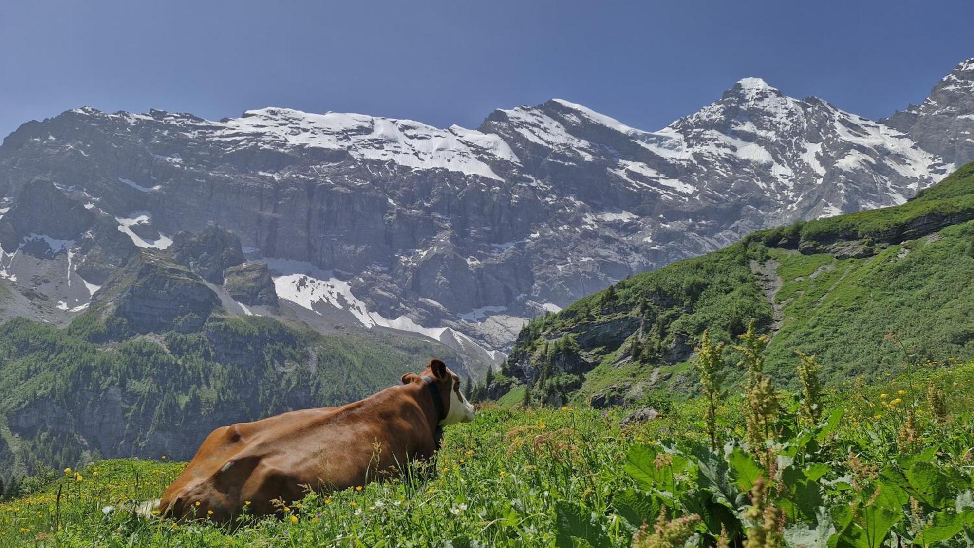 Brunner Wengen