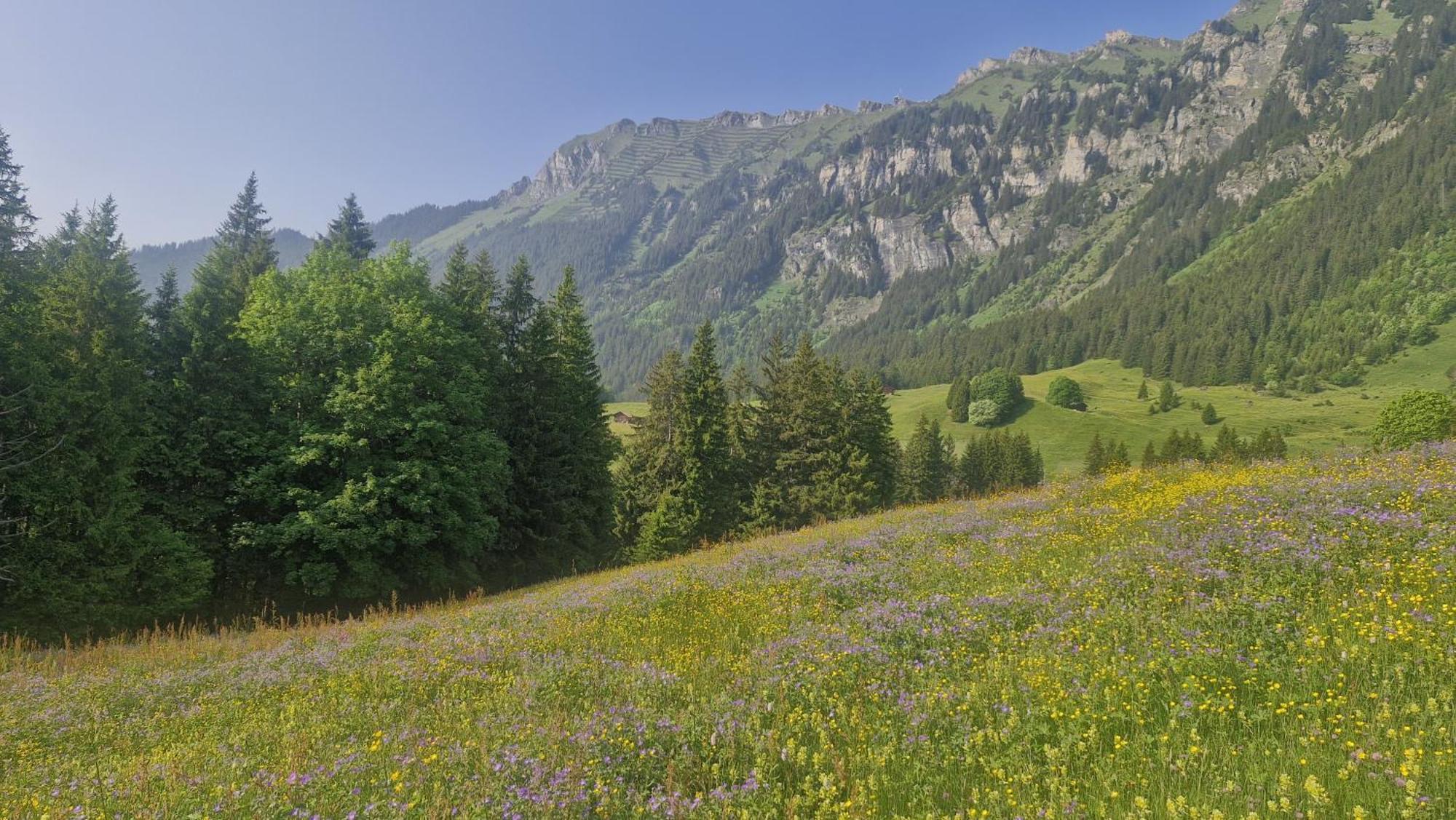 Brunner Apartment Wengen